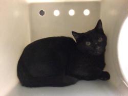 Shelter Stray Female Cat last seen Near BLOCK BELLGRAVE AVE, JURUPA VALLEY CA 91752, 6851 Van Buren Boulevard, Jurupa Valley, CA 92509, USA
