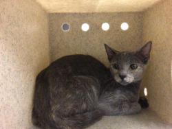 Shelter Stray Female Cat last seen VAN BUREN BLVD/ TRAUTWEIN RD, RIVERSIDE, 6851 Van Buren Boulevard, Jurupa Valley, CA 92509, USA