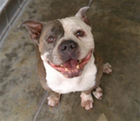 Shelter Stray Male Dog last seen , 232 Eslinger Way, Sanford, FL 32773, USA