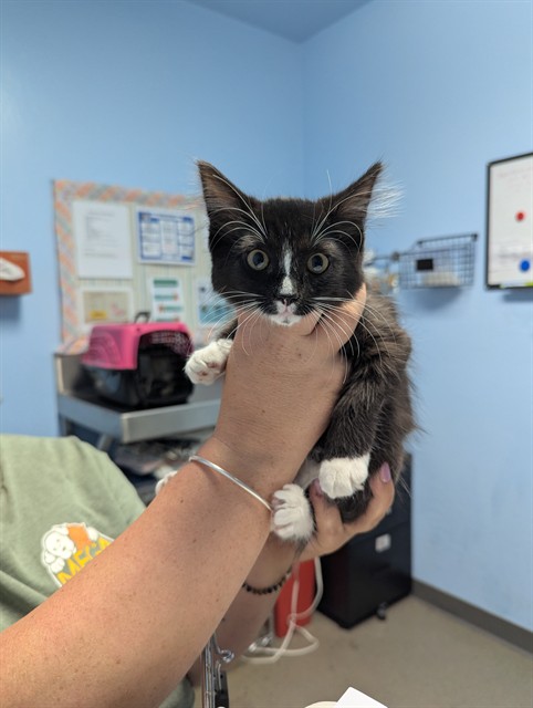 Shelter Stray Female Cat last seen Near BLOCK CASTAIC AVE, BAKERSFIELD CA 93308, 3951 Fruitvale Ave, Bakersfield, CA 93308, USA
