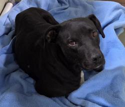 Shelter Stray Female Dog last seen Near WOODROW AVE, BAKERSFIELD CA 93308, 3951 Fruitvale Ave, Bakersfield, CA 93308, USA