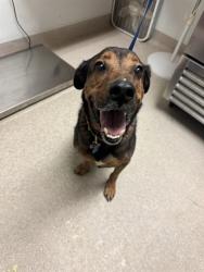 Shelter Stray Male Dog last seen Near BLOCK BUENA VISTA PL, TAFT CA 93268, 3951 Fruitvale Ave, Bakersfield, CA 93308, USA