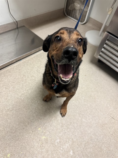 Shelter Stray Male Dog last seen Near BLOCK BUENA VISTA PL, TAFT CA 93268, 3951 Fruitvale Ave, Bakersfield, CA 93308, USA