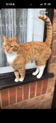 Lost Male Cat last seen Edmonton Green, Greater London, England 