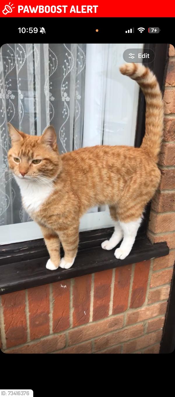 Lost Male Cat last seen Edmonton Green, Greater London, England 