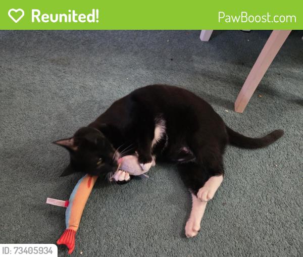 Reunited Male Cat last seen Schuyler and Westport, San Diego, CA 92139