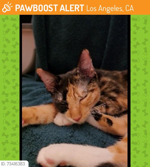 Found/Stray Female Cat last seen Averill Ave, Los Angeles, CA 90732