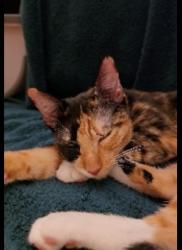 Found/Stray Female Cat last seen Averill Ave, Los Angeles, CA 90732
