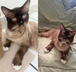 Reunited Male Cat last seen E Pacific St, Carson, CA 90745, USA, Carson, CA 90745