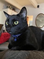 Reunited Male Cat last seen E Whittier Ave Tracy, CA. 95376, Tracy, CA 95376