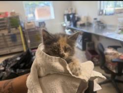 Shelter Stray Female Cat last seen Near Nectar, 75149, TX, 1650 Gross Rd, Mesquite, TX 75149, USA