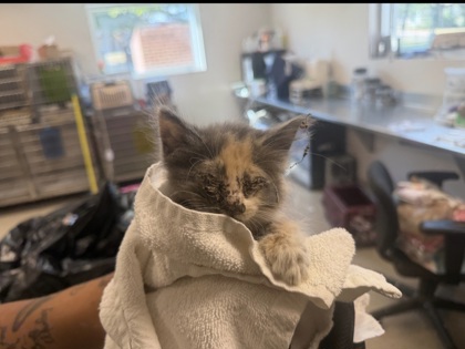 Shelter Stray Female Cat last seen Near Nectar, 75149, TX, 1650 Gross Rd, Mesquite, TX 75149, USA