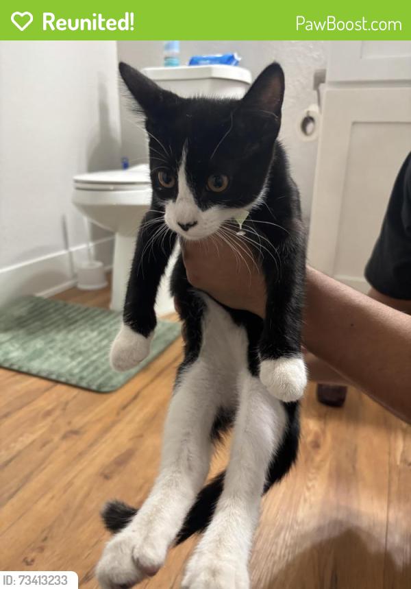 Reunited Male Cat last seen Del Dios Middle School, Escondido, CA 92029