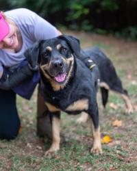 Shelter Stray Female Dog last seen Near Parkhill Drive Decatur, 30032, 30032, GA, 3280 Chamblee Dunwoody Rd, Chamblee, GA 30341, USA