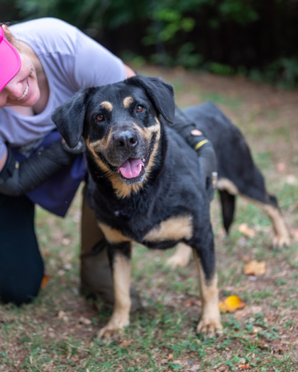 Shelter Stray Female Dog last seen Near Parkhill Drive Decatur, 30032, 30032, GA, 3280 Chamblee Dunwoody Rd, Chamblee, GA 30341, USA