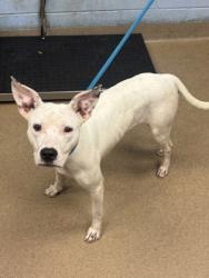 Shelter Stray Female Dog last seen Near Dekalb Industrial Way, 30033, GA, 3280 Chamblee Dunwoody Rd, Chamblee, GA 30341, USA
