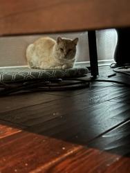 Shelter Stray Male Cat last seen Kemp ln, Caddo Parish, LA, 1500 Monty St, Shreveport, LA 71107, USA