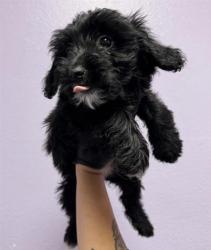 Shelter Stray Female Dog last seen Near EASTLAKE, Horizon, TX, 5001 Fred Wilson Ave, El Paso, TX 79906, USA