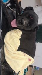 Found/Stray Male Dog last seen Paseo Del Volcan & Unser Blvd, Rio Rancho, NM 87124