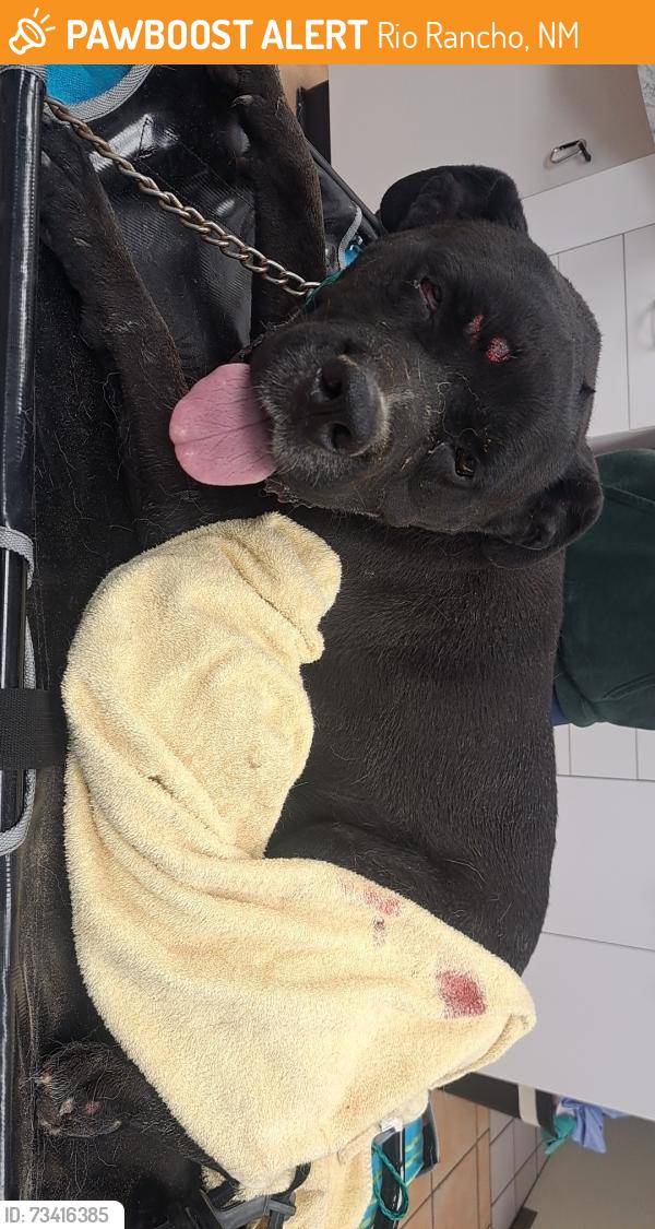 Found/Stray Male Dog last seen Paseo Del Volcan & Unser Blvd, Rio Rancho, NM 87124