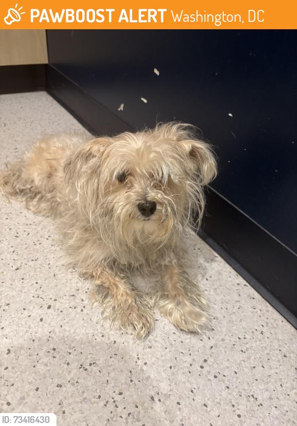 Found/Stray Female Dog last seen 24th ST NE and E ST NE, Washington, DC 20002
