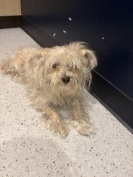 Found/Stray Female Dog last seen 24th ST NE and E ST NE, Washington, DC 20002