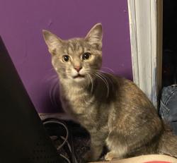Found/Stray Female Cat last seen 12th and Gale, Moore, Ok, Moore, OK 73160