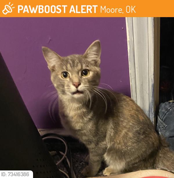 Found/Stray Female Cat last seen 12th and Gale, Moore, Ok, Moore, OK 73160