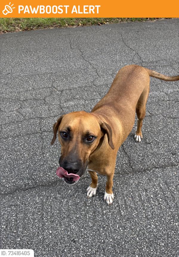 Found/Stray Male Dog last seen Woodside Road, Greenville County, SC 29680