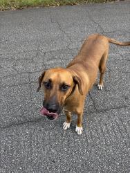 Found/Stray Male Dog last seen Woodside Road, Greenville County, SC 29680