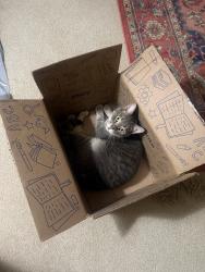 Lost Male Cat last seen Hickory hills neighborhood, Cave Spring, VA 24018
