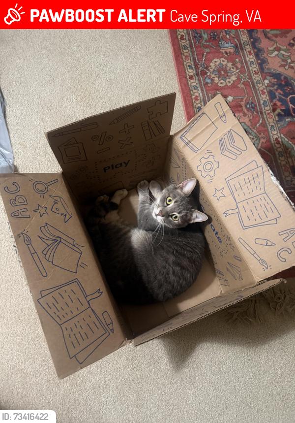 Lost Male Cat last seen Hickory hills neighborhood, Cave Spring, VA 24018
