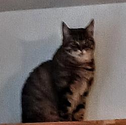 Lost Female Cat last seen Siesta Key Isles .., Siesta Key, FL 34242