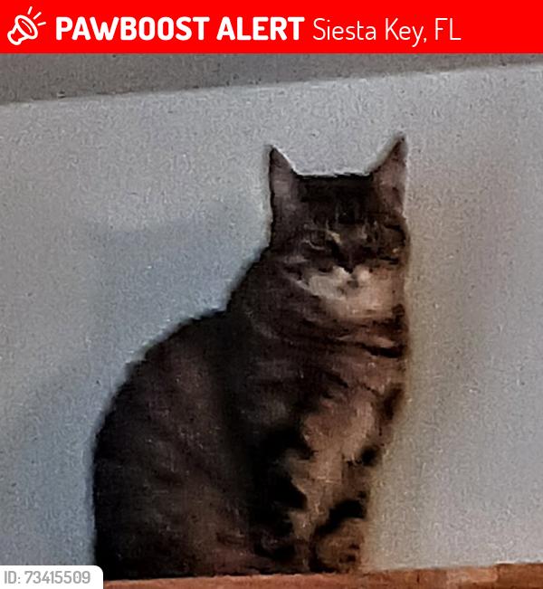 Lost Female Cat last seen Siesta Key Isles .., Siesta Key, FL 34242