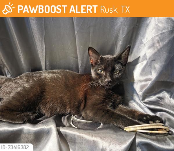 Found/Stray Female Cat last seen Bonner street, Rusk, TX 75785