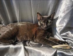 Found/Stray Female Cat last seen Bonner street, Rusk, TX 75785