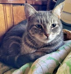 Lost Female Cat last seen Valley Housing, Represa, Folsom, Folsom, CA 95630