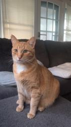 Lost Male Cat last seen Harvard Street, Rochester, NY 14607