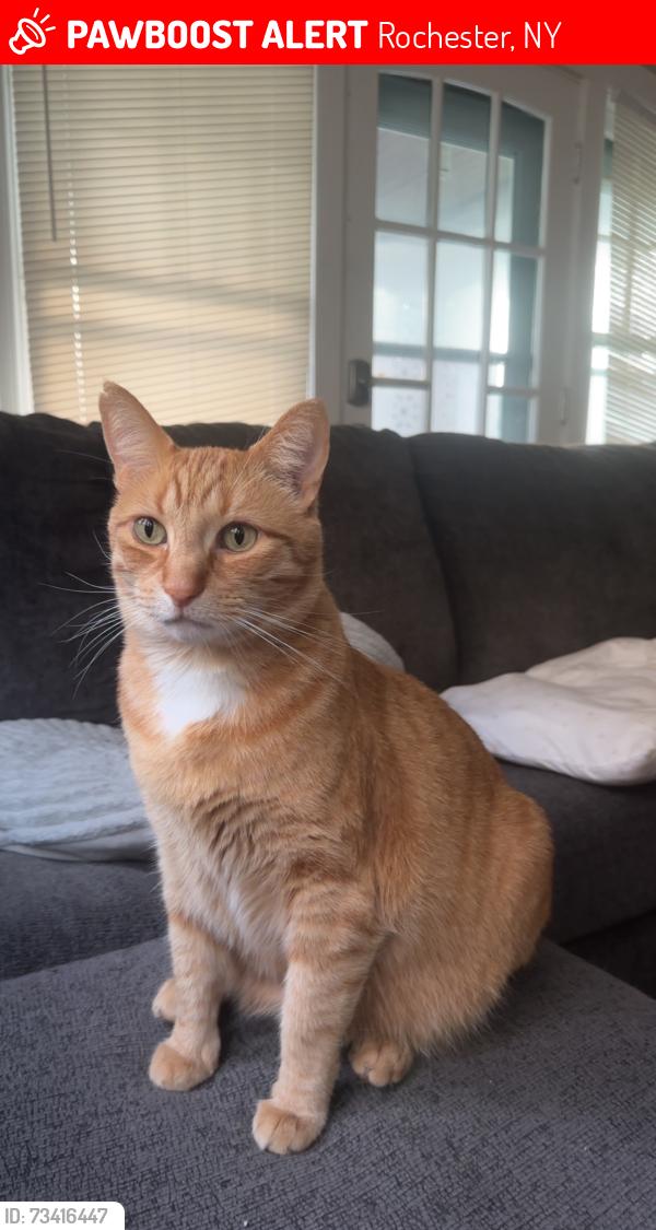 Lost Male Cat last seen Harvard Street, Rochester, NY 14607