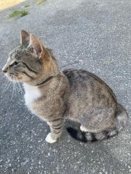 Found/Stray Unknown Cat last seen On 116 avenue, Maple Ridge, BC 