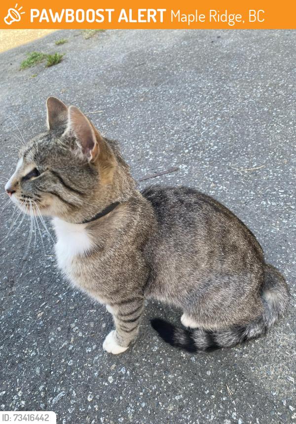 Found/Stray Unknown Cat last seen On 116 avenue, Maple Ridge, BC 
