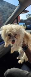 Reunited Female Dog last seen Julmar circle, Fairfield, CA 94534