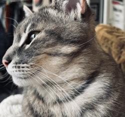 Lost Male Cat last seen Jennie McConnell park, Elk Grove, CA 95624