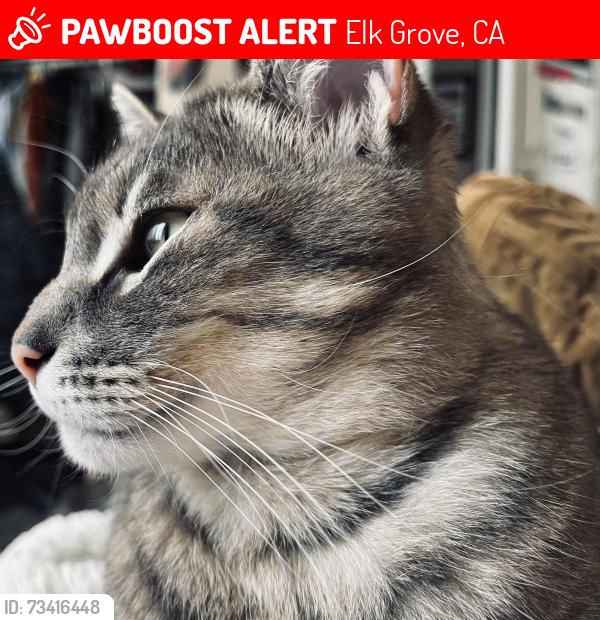 Lost Male Cat last seen Jennie McConnell park, Elk Grove, CA 95624