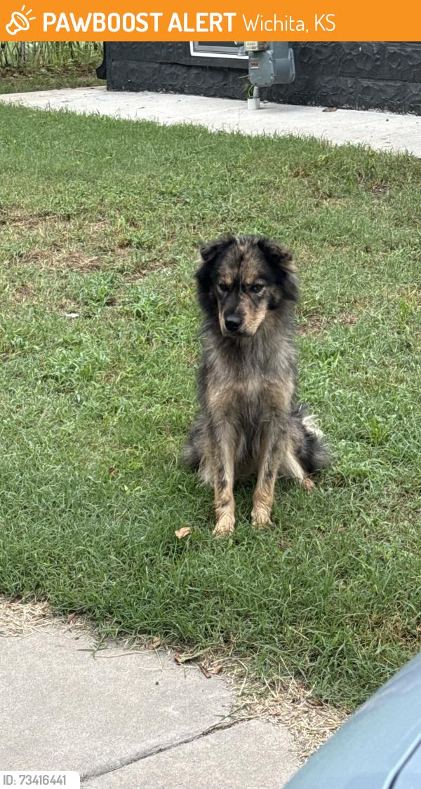 Found/Stray Unknown Dog last seen Erie and E Orme, Wichita, KS 67211