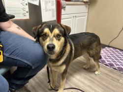 Shelter Stray Male Dog last seen Spur Avenue, Oceanside, CA, 92056, Oceanside, CA 92058, USA