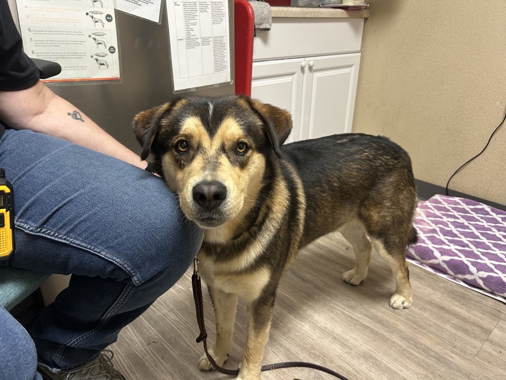 Shelter Stray Male Dog last seen Spur Avenue, Oceanside, CA, 92056, Oceanside, CA 92058, USA