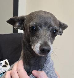 Shelter Stray Female Dog last seen Parkway, El Cajon, CA, 92021, El Cajon, CA 92020, USA
