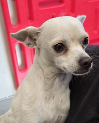 Shelter Stray Male Dog last seen Parkway, El Cajon, CA, 92021, El Cajon, CA 92020, USA