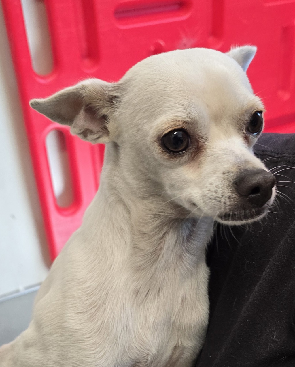 Shelter Stray Male Dog last seen Parkway, El Cajon, CA, 92021, El Cajon, CA 92020, USA